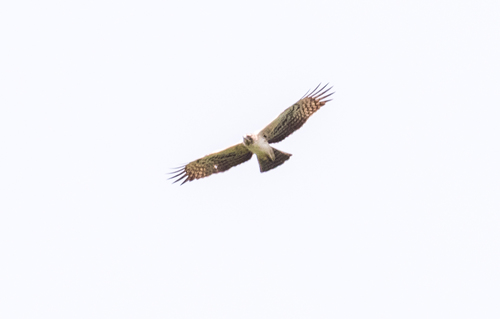 Ayres's Hawk-Eagle