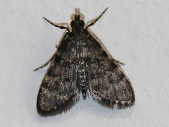 Voliba scoparialis