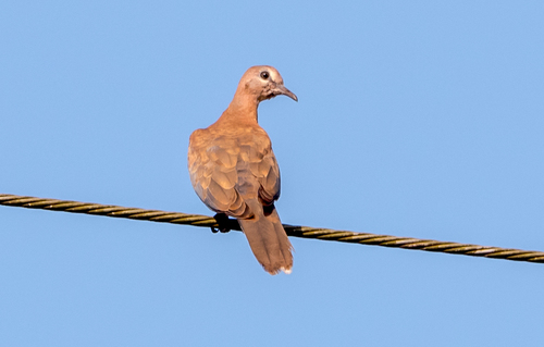 Laughing Dove