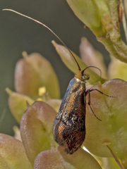 Nemophora sparsella