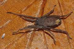 Trogulus nepaeformis