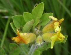 Chamaecytisus supinus