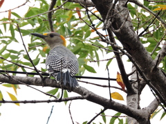Melanerpes aurifrons