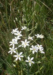 Ornithogalum pyramidale
