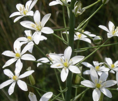 Ornithogalum pyramidale