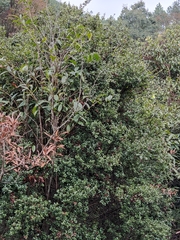 Syzygium grijsii
