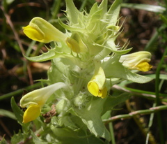 Melampyrum barbatum