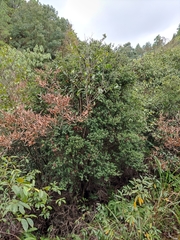 Syzygium grijsii