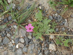 Modiolastrum gilliesii