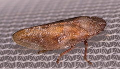 Aphrophora saratogensis