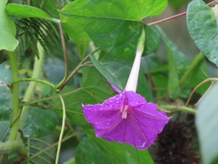 Ipomoea dumosa