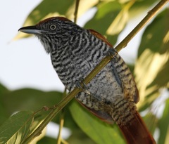 Thamnophilus palliatus