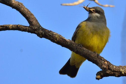 Cassin's Kingbird, Col Félix Ireta, Mich., México, photo 7 of 10