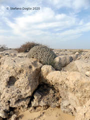 Euphorbia officinarum echinus