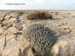 Euphorbia officinarum echinus