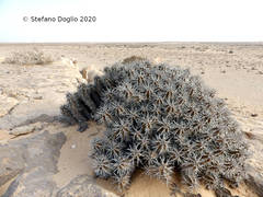 Euphorbia officinarum echinus