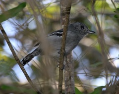 Thamnophilus ambiguus