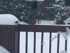 Cardinalis cardinalis