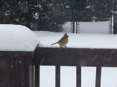 Cardinalis cardinalis
