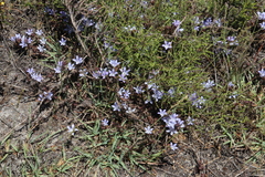 Roella prostrata