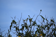 Leiothlypis peregrina