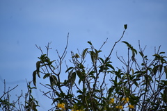 Leiothlypis peregrina