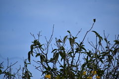 Leiothlypis peregrina