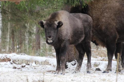 European Bison