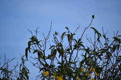 Leiothlypis peregrina