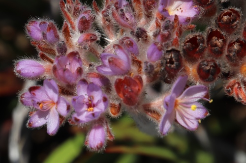 Image of Dilatris corymbosa by (c) Tony Rebelo, some rights reserved (CC BY-SA)