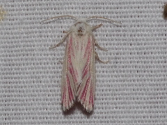 Lythrodes radiatus