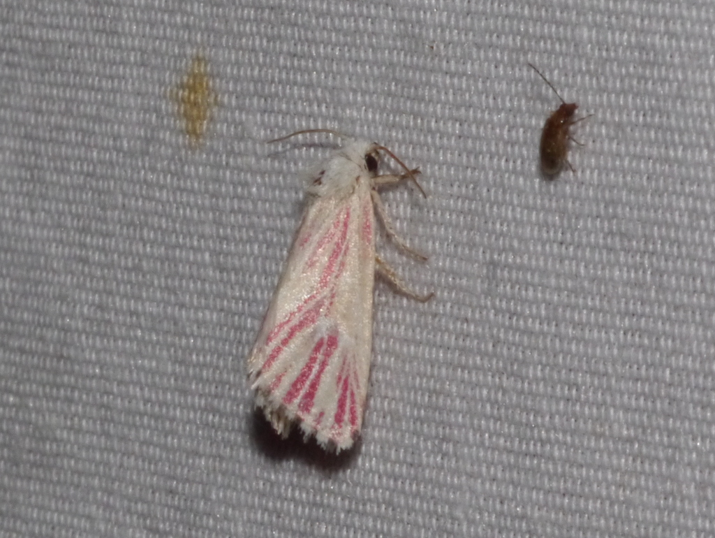 Lythrodes radiatus