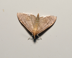 Anania mysippusalis
