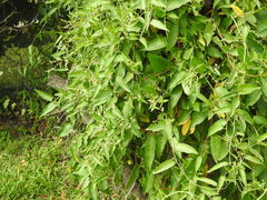 Muehlenbeckia sagittifolia