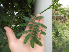 Senegalia bonariensis