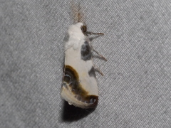 Acontiinae