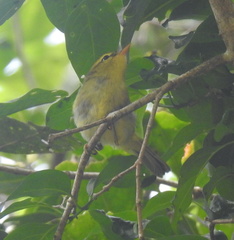 Phylloscopus ruficapilla