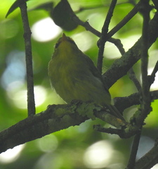 Phylloscopus ruficapilla