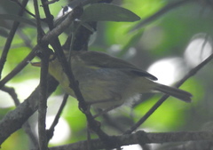 Phylloscopus ruficapilla