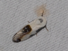 Acontiinae