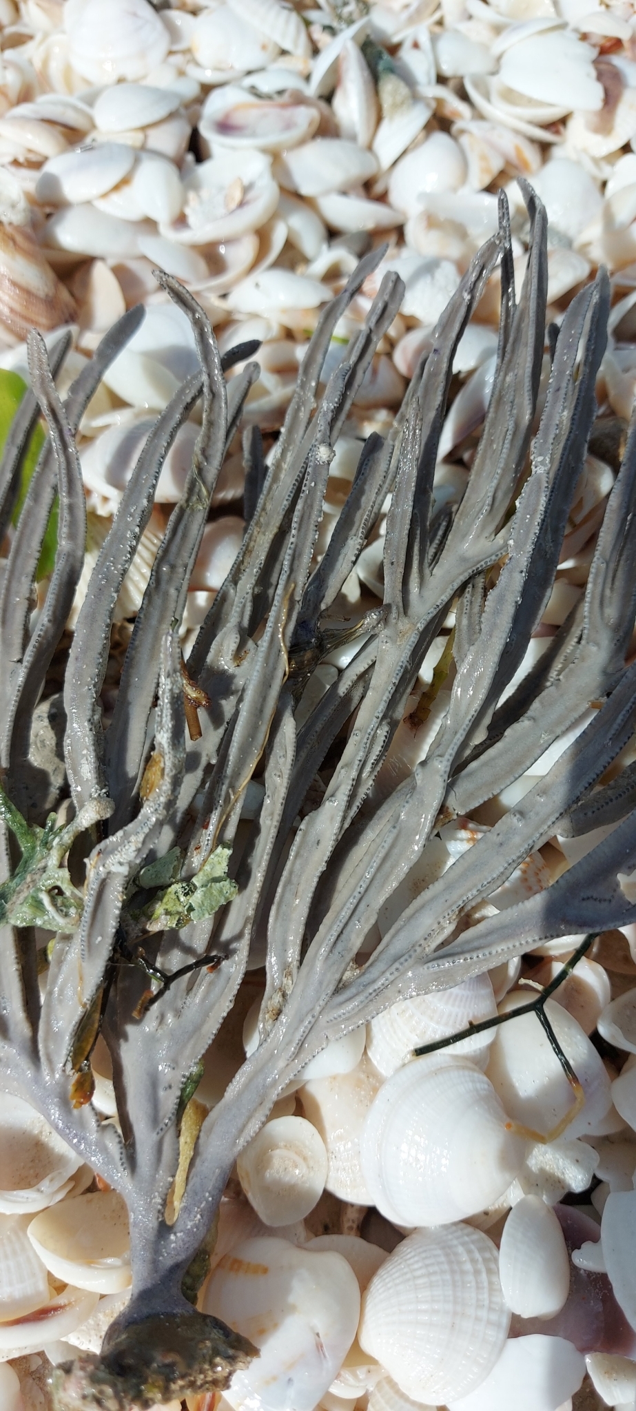Pterogorgia anceps (Pallas, 1766)