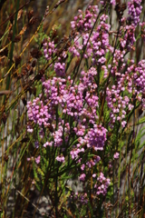 Erica capensis