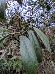 Itea chinensis