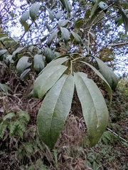 Itea chinensis
