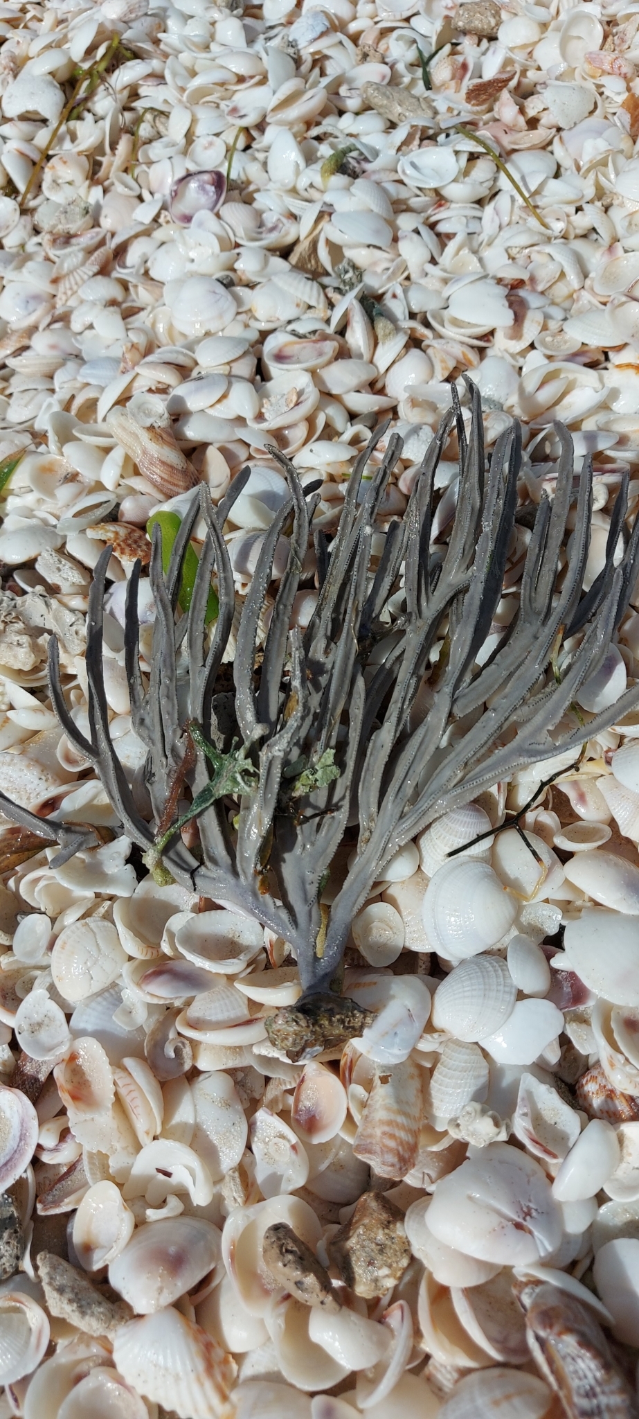 Pterogorgia anceps (Pallas, 1766)