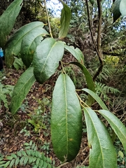 Itea chinensis