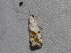Acontiinae