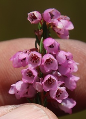 Erica capensis