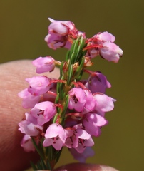 Erica capensis