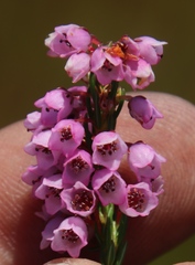 Erica capensis